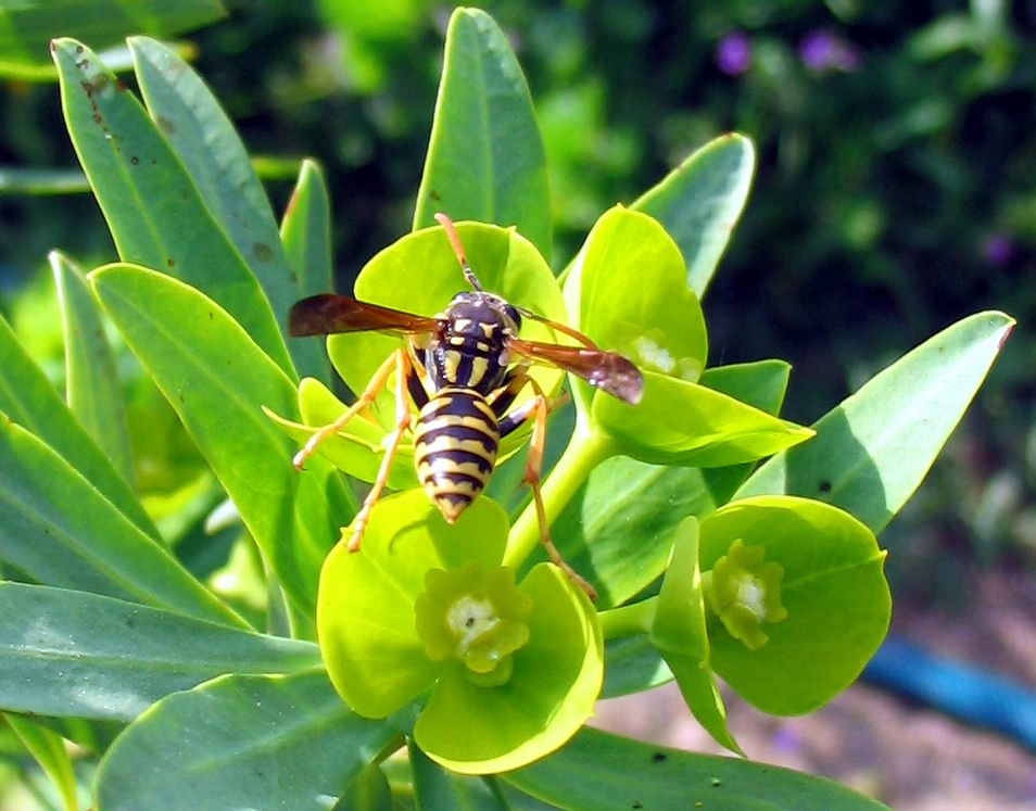 Polistes dominulus
